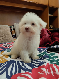 Cuccioli di maltese