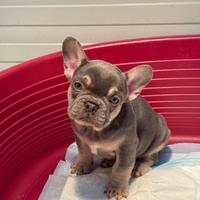 Cucciola di bulldog francese
