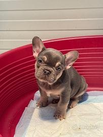 Cucciola di bulldog francese