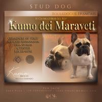 Bouledogue Francese per monta