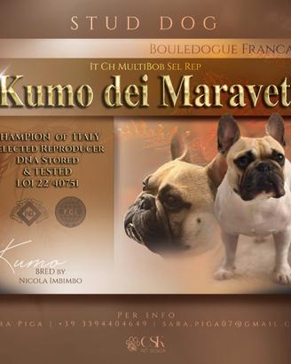 Bouledogue Francese per monta