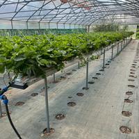 Impianto fuorisuolo fragole
