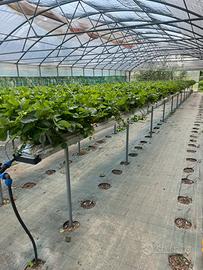 Impianto fuorisuolo fragole