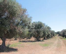 Terreno agricolo - San Vito dei Normanni