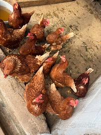 Galline ovaiole