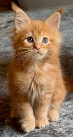 Cucciolo di Maine coon con pedigree