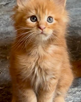 Cucciolo di Maine coon con pedigree