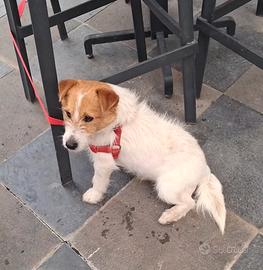 Jack pedigree  leggi bene
