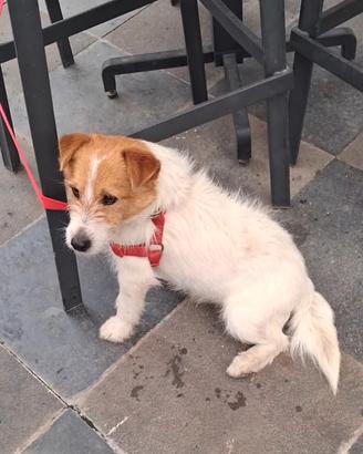 Jack pedigree  leggi bene