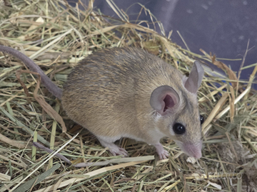 Topi spinosi dimidiatus