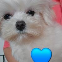 Maltese coreano pedigree enci