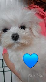 Maltese coreano pedigree enci