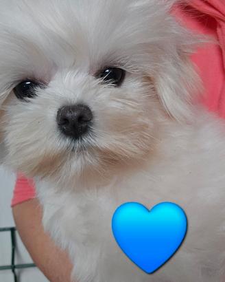 Maltese coreano pedigree enci