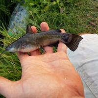 Pesce Gatto - Lago Acquario Pond Acqua Fredda  