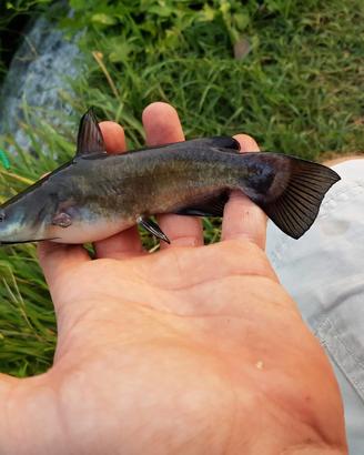 Pesce Gatto - Lago Acquario Pond Acqua Fredda  