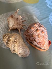 Conchiglie grandi da collezione