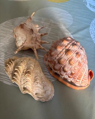 Conchiglie grandi da collezione
