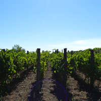 Vigneto ETNA DOC Bianco a Solicchiata
