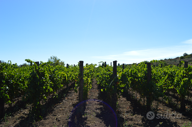 Vigneto ETNA DOC Bianco a Solicchiata