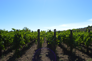 Vigneto ETNA DOC Bianco a Solicchiata