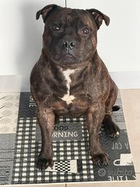 Staffy