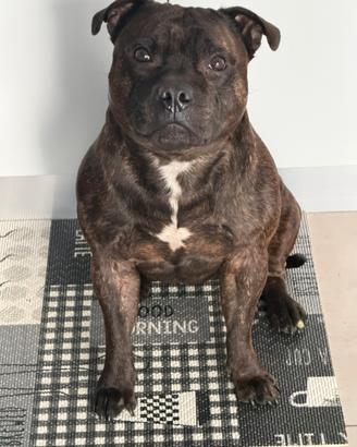 Staffy