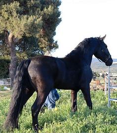 Cavallo murgese - Animali In vendita a Taranto
