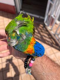 Pappagallo Lory arcobaleno allevato a mano