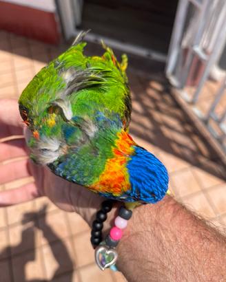 Pappagallo Lory arcobaleno allevato a mano