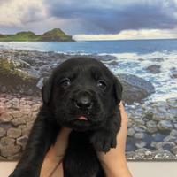 Cuccioli di Labrador retriever con Pedigree Enci