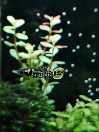 pesci per acquariofilia dolce,Endler tiger