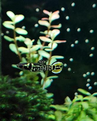 pesci per acquariofilia dolce,Endler tiger