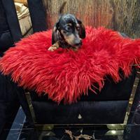 Cuccioli di bassotto nero focato