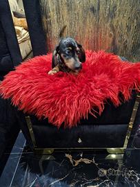 Cuccioli di bassotto nero focato