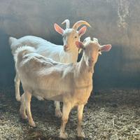 Capre bellissime varie razze