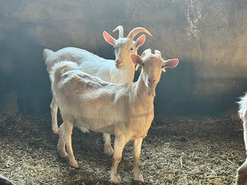 Capre bellissime varie razze