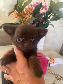 Chihuahua cuccioli