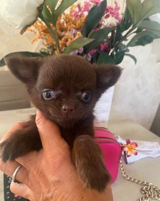 Chihuahua cuccioli
