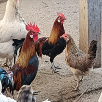 Galletti americani