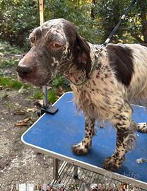Setter Inglese bianco fegato femmina