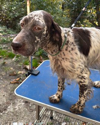 Setter Inglese bianco fegato femmina