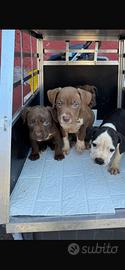 American Staffordshire terrier