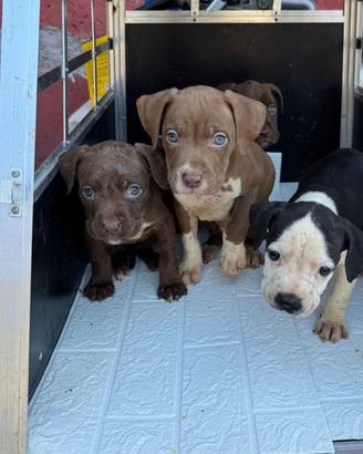 American Staffordshire terrier