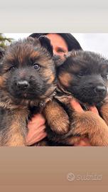 Cucciolo pastore tedesco