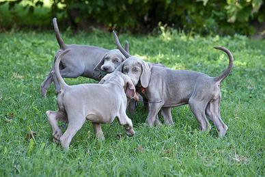 Cuccioli Weimaraner