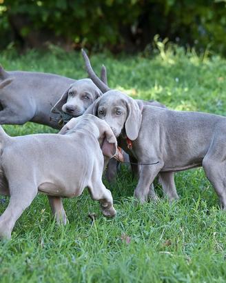 Cuccioli Weimaraner