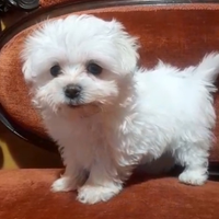 Maltese toy