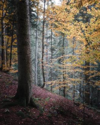BOSCO sulla Serra