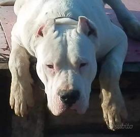 Cuccioli dogo argentino pedigree