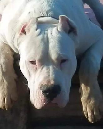 Cuccioli dogo argentino pedigree